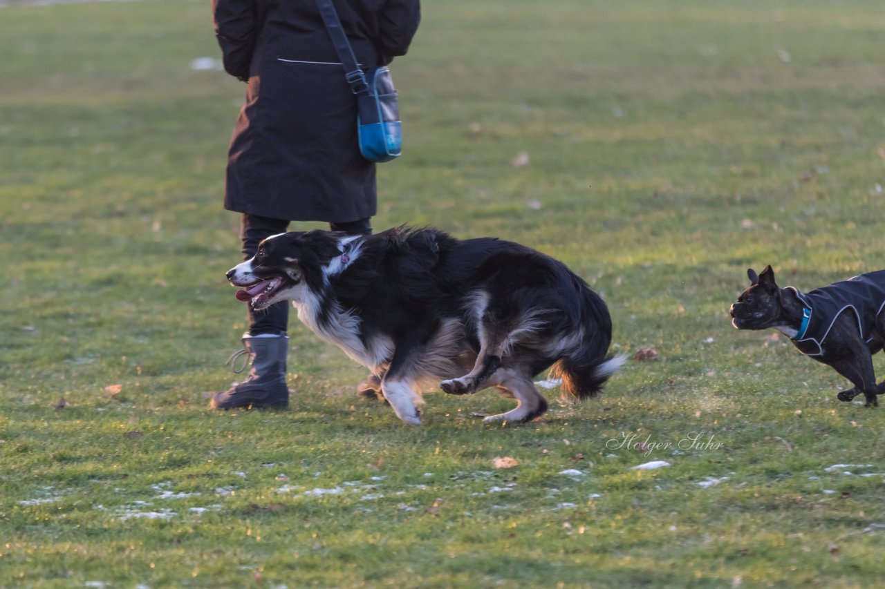 Bild 5 - Hundeshooting